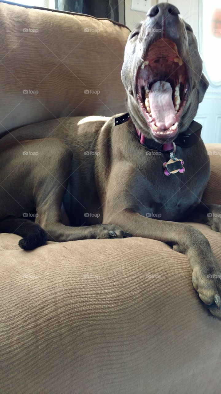 yawning dog needs a nap from doing nothing all day...