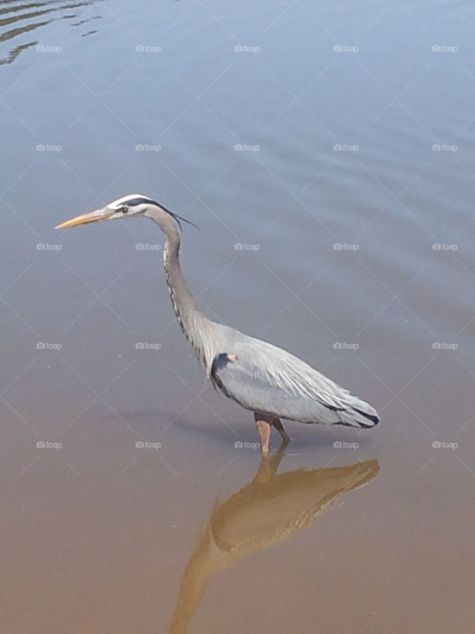 beautiful and graceful heron bird, walking slowly in the lake, sweet and charming to all, lake water