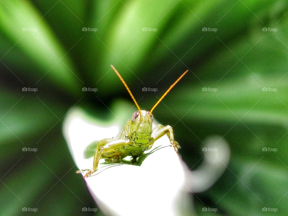 Grasshopper