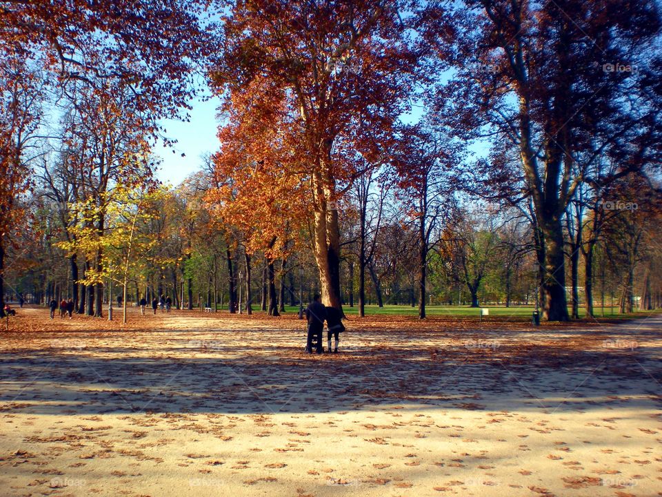 Trees in autumn an red leaves at Parma city Park ( Italy ).