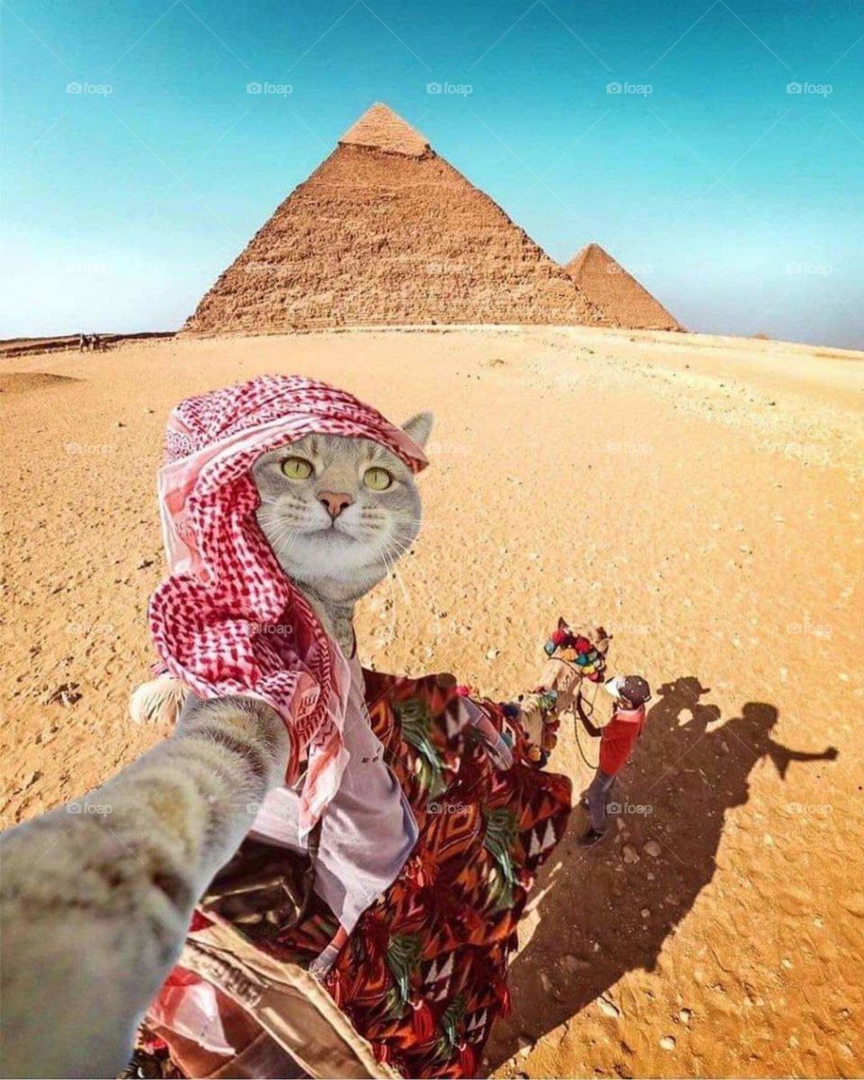 funny cat in Egypt hhhhh