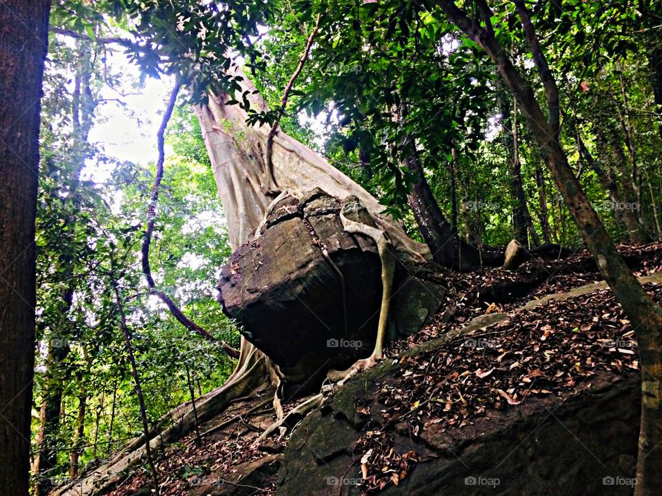 A wonderful sight found in time, a tree and a stone 🙄