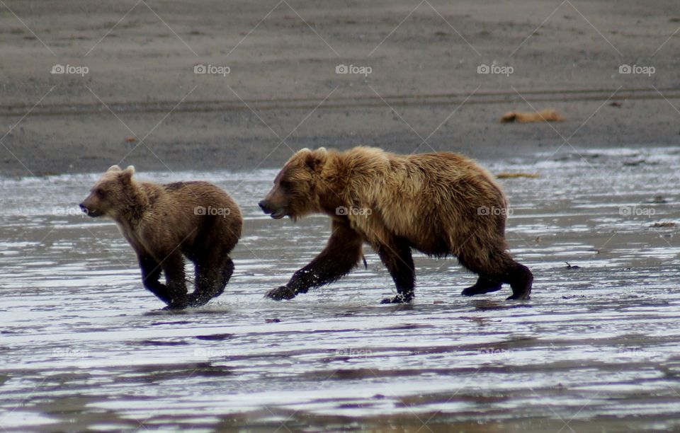 Mother and cub running on beach