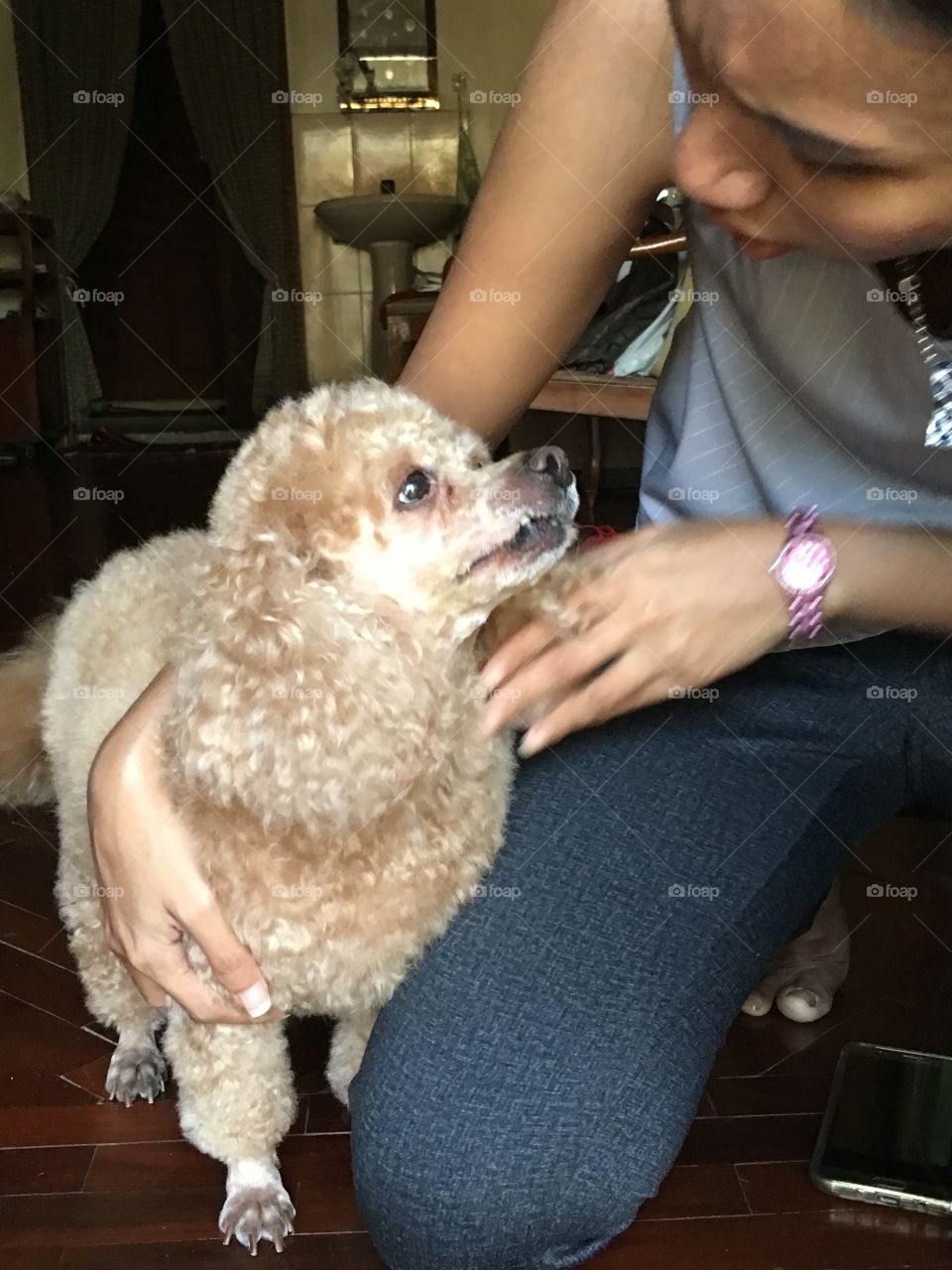 Our poodle 