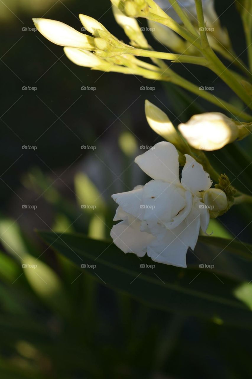 Close up flower 