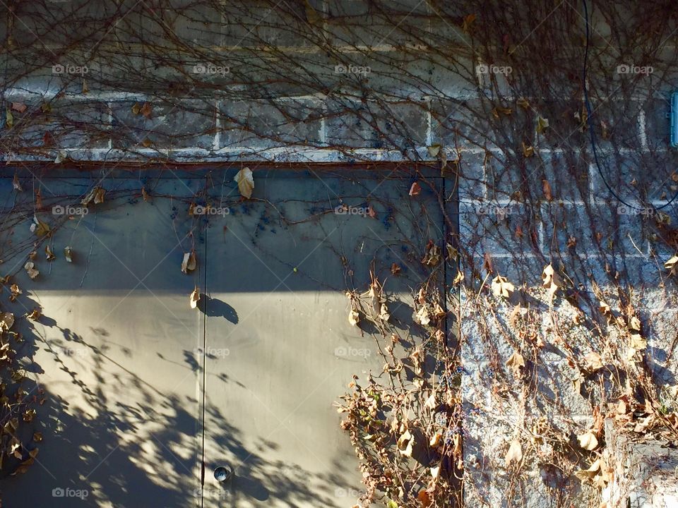 An unused painted metal door to a cinder block building covered with dead vines and leaves 