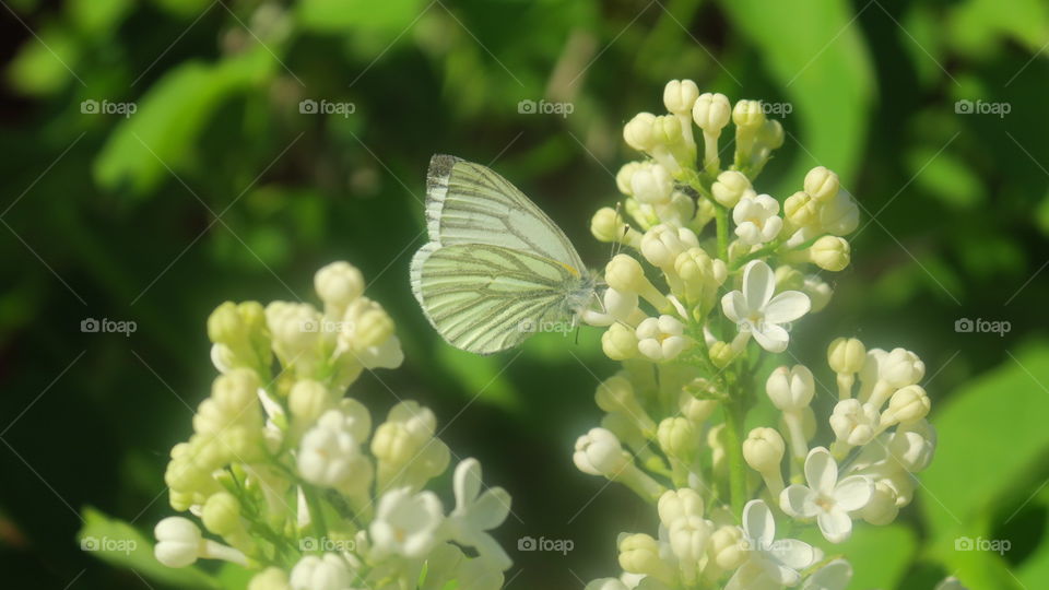 Butterfly on lilac 