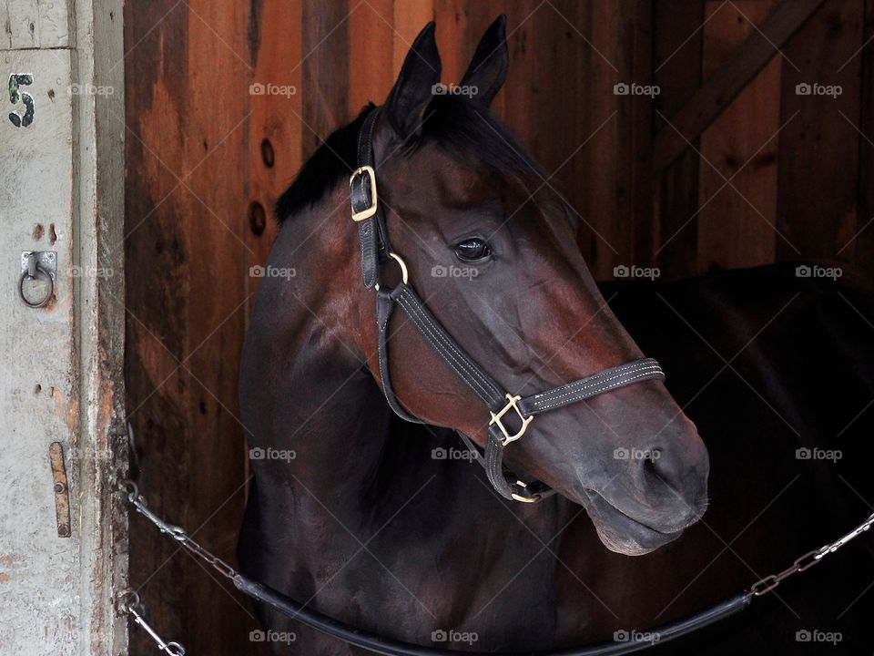 Unlimited Budget. Unlimited Budge,t a stakes winning mare poses in her stall at horse haven Saratoga after her morning workout. 