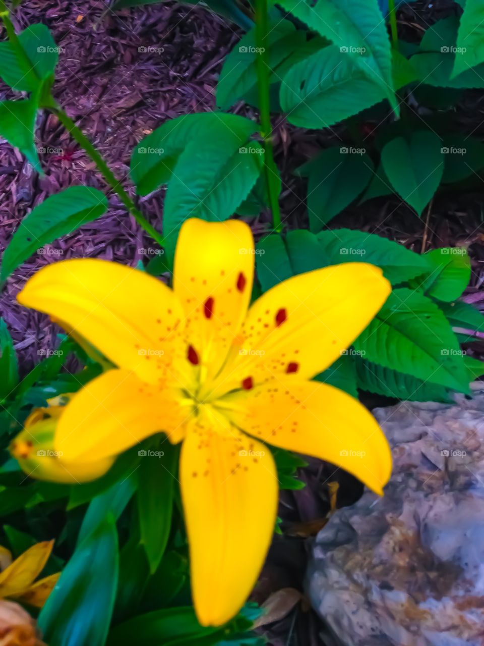 A single bloom that is as bright and golden as the sun. 