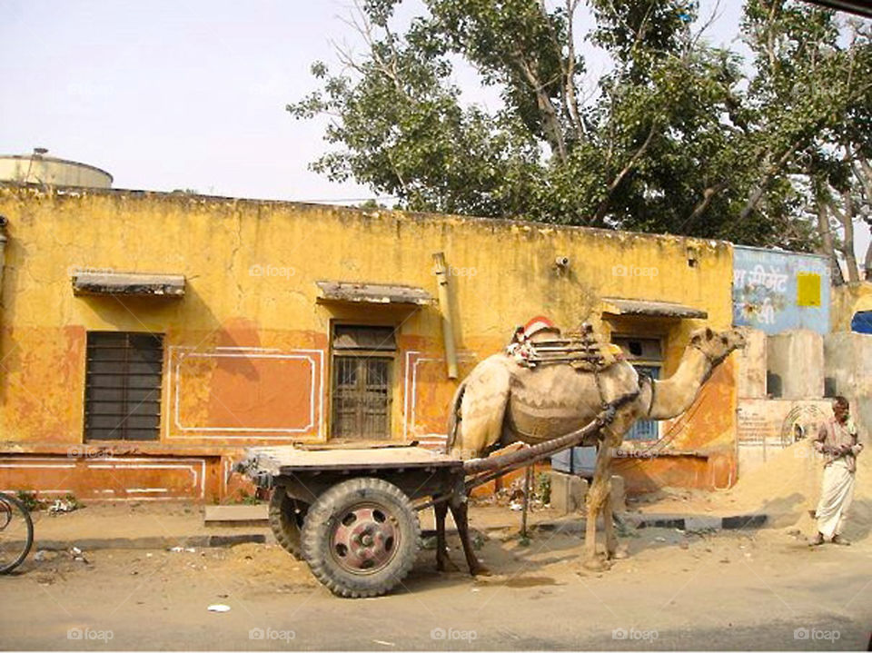 Camel working,India
