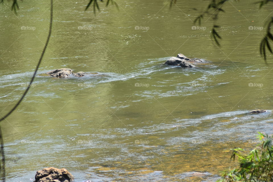 It is a beautiful river calmly flowing through forest and beautiful mountains
