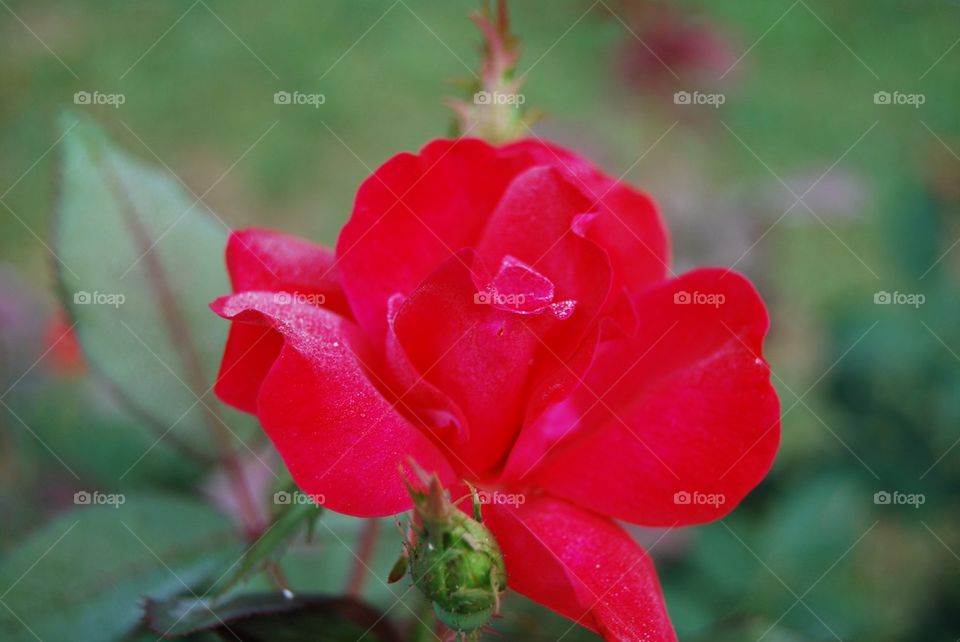 Rose with Rose bud close up