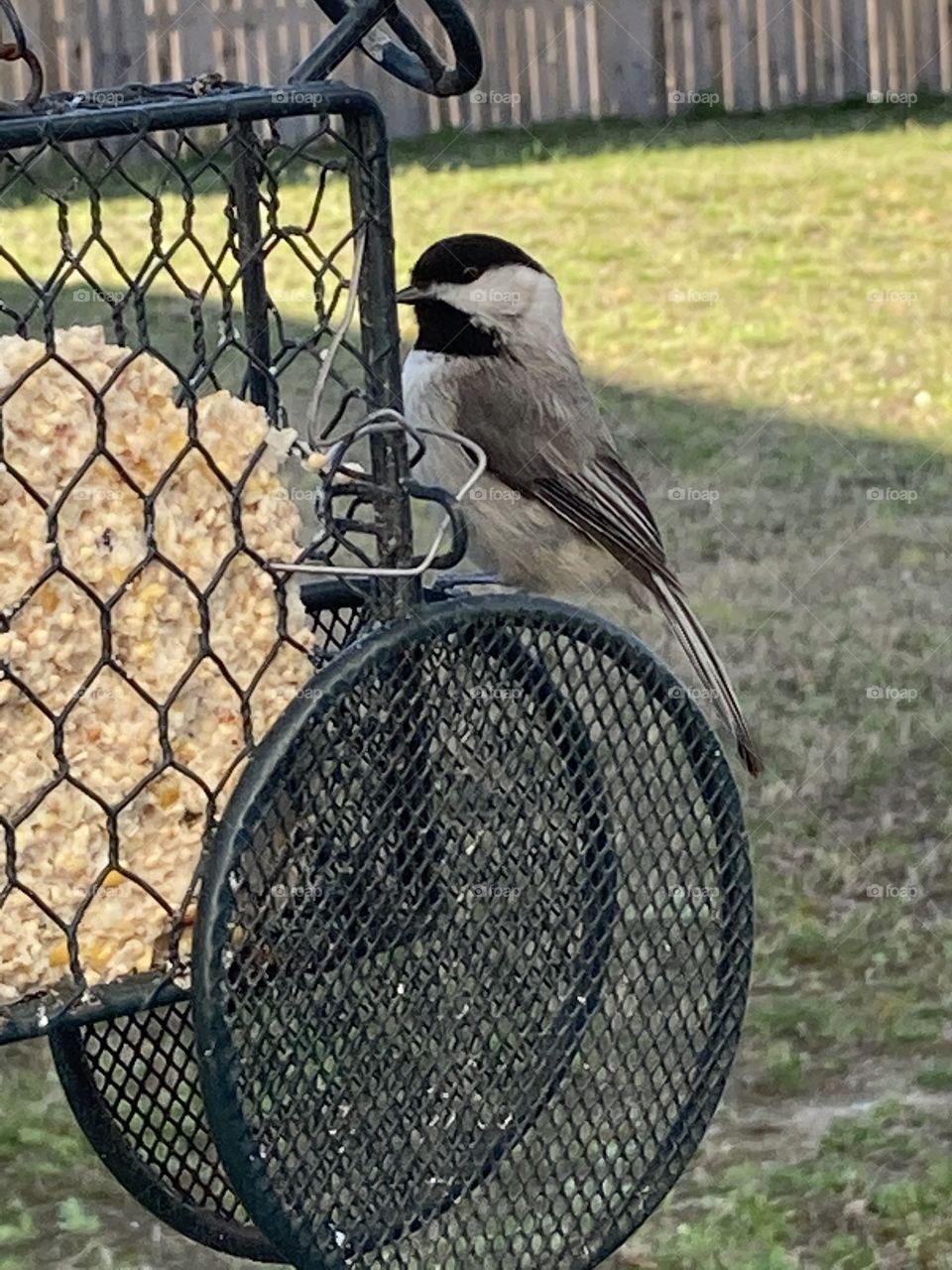 Chickadee bird on suet holder