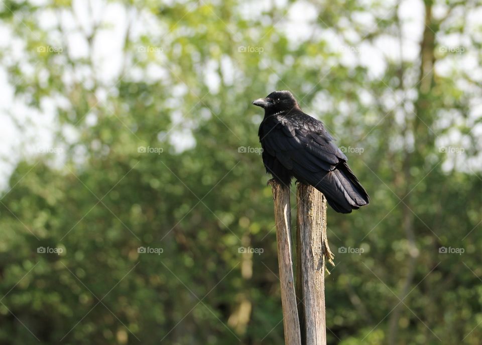 crow posing