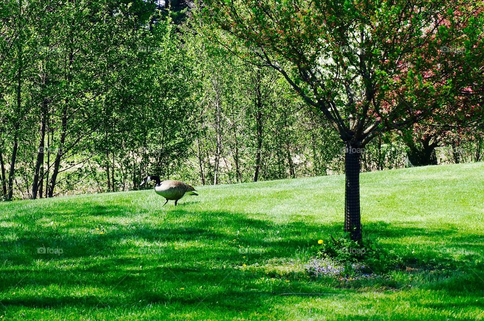 Wildlife. Goose in the Grass