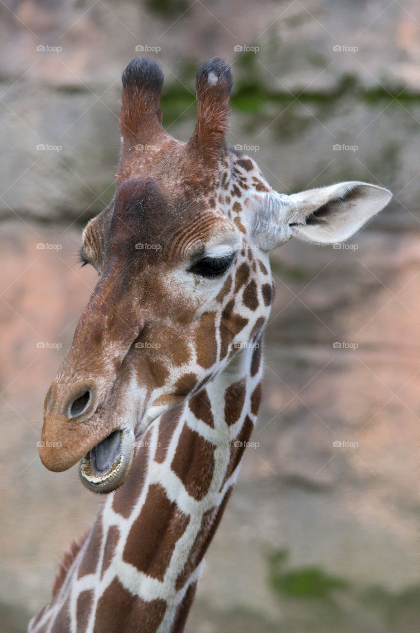 Close-up of giraffe with open mouth