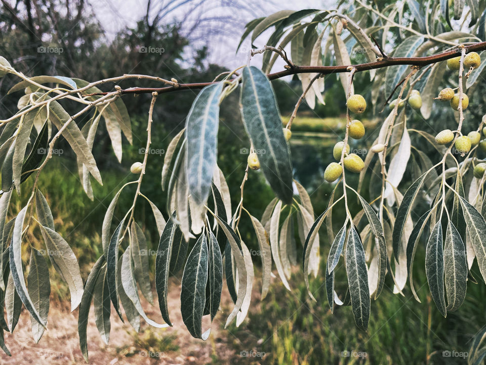 evening walk in Colorado