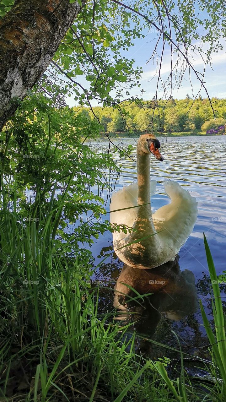 Beautiful white swan on the pond. Nature delights with its beauty. Portrait of a swan. Sunny day in the park.