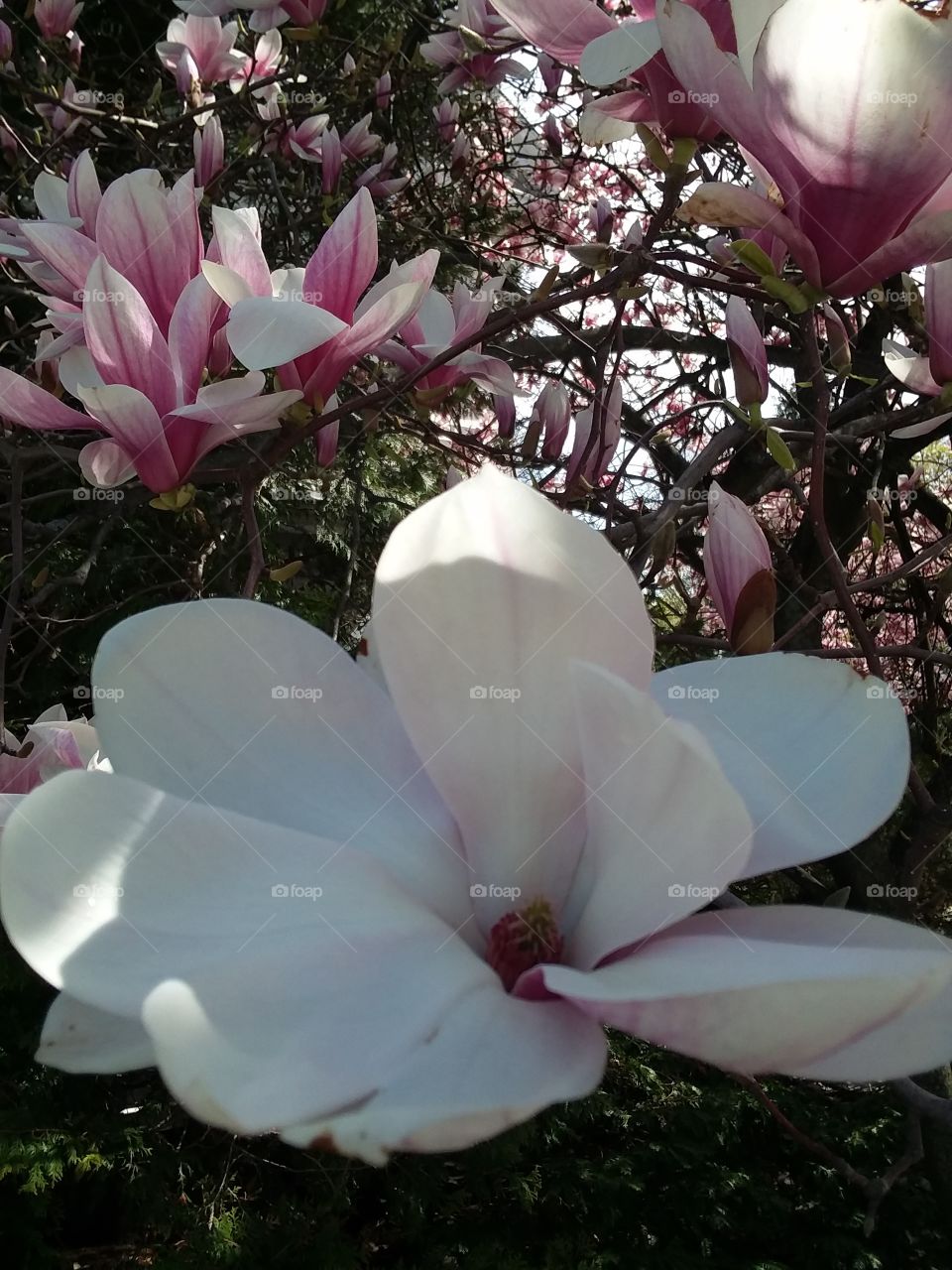 pink in bloom