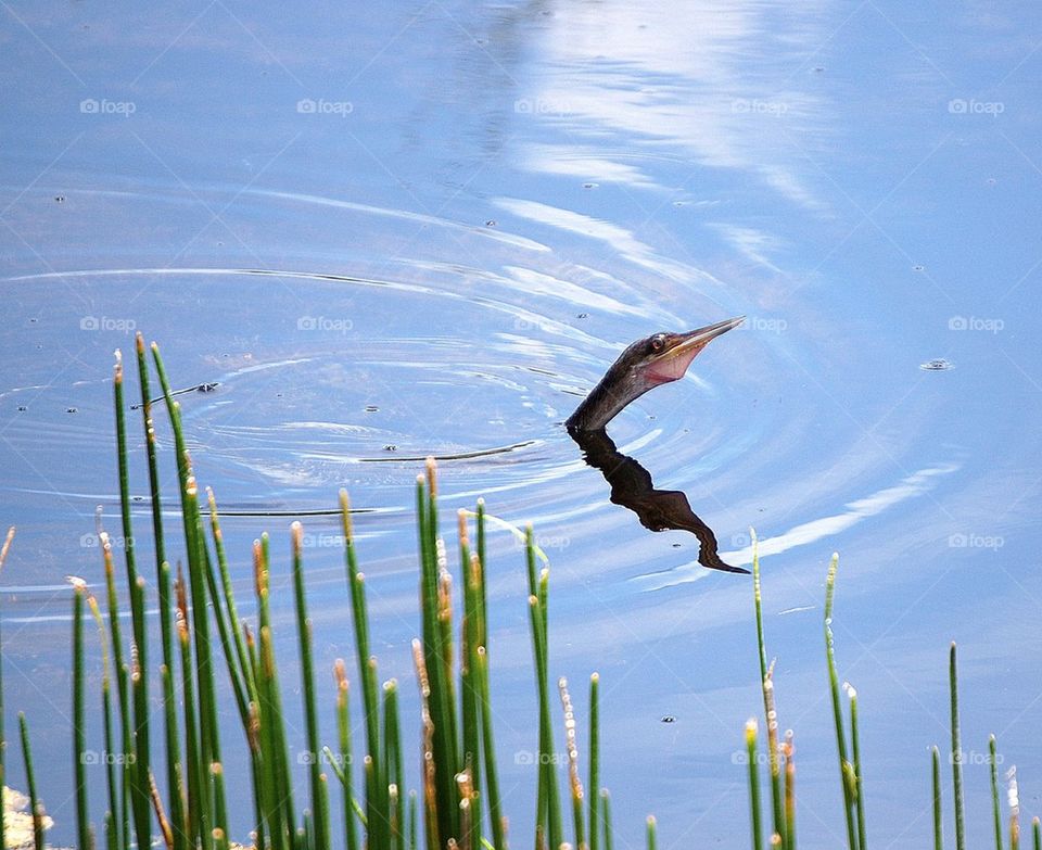 Everglades bird swimming