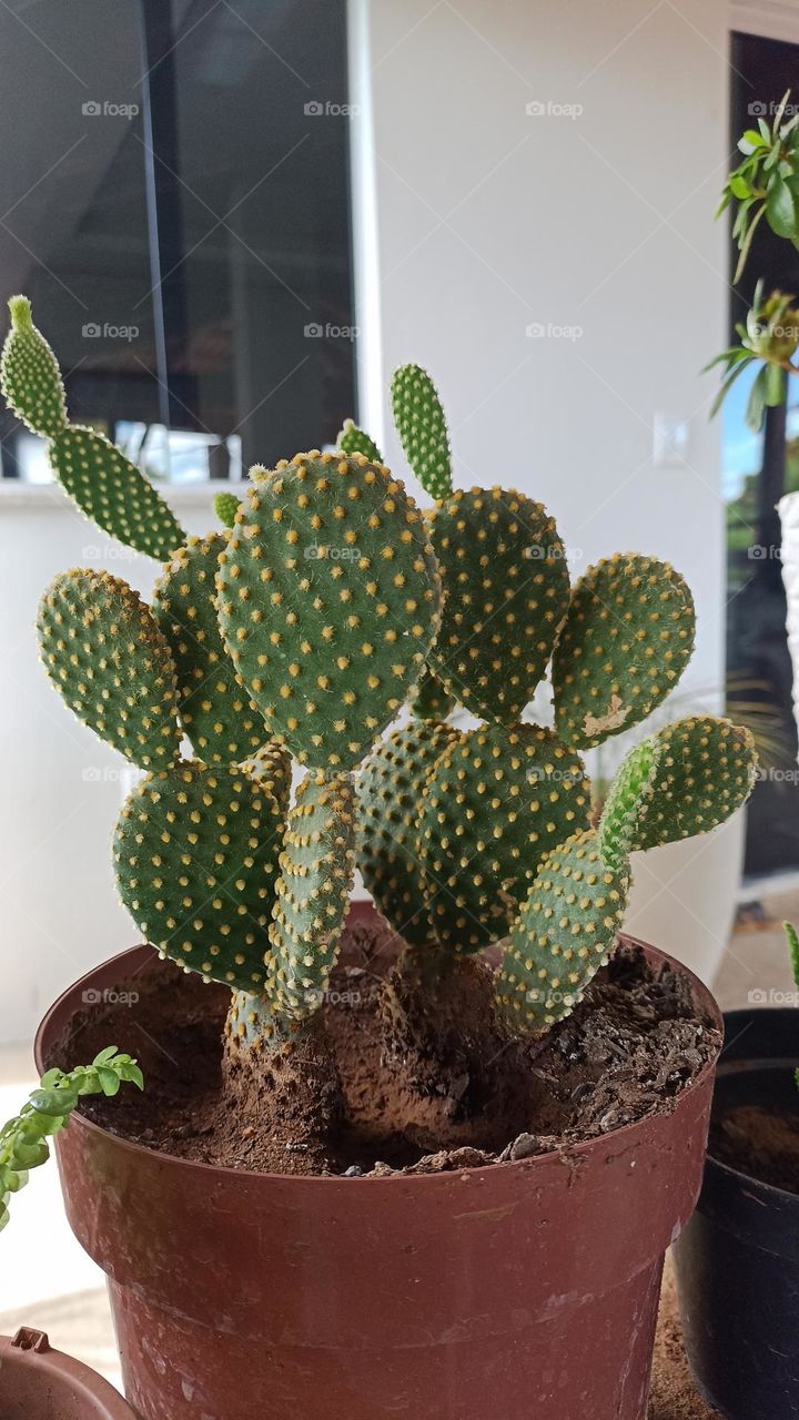 Mini cactus. grown in pot. Used for room decoration.