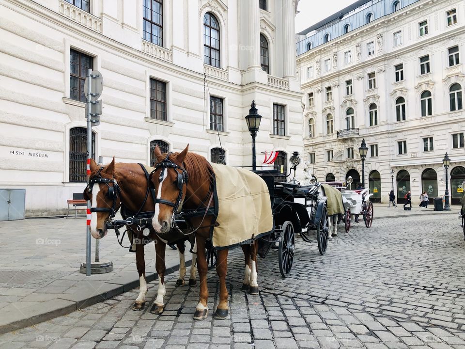 On the streets of Vienna 