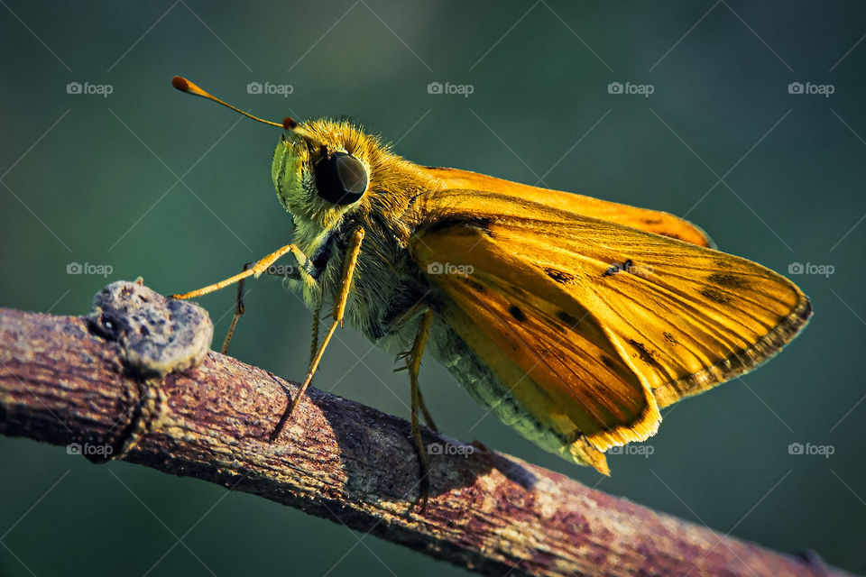 Beauty Nature of Skiper Butterfly