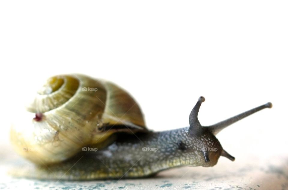 Studio shot of snail