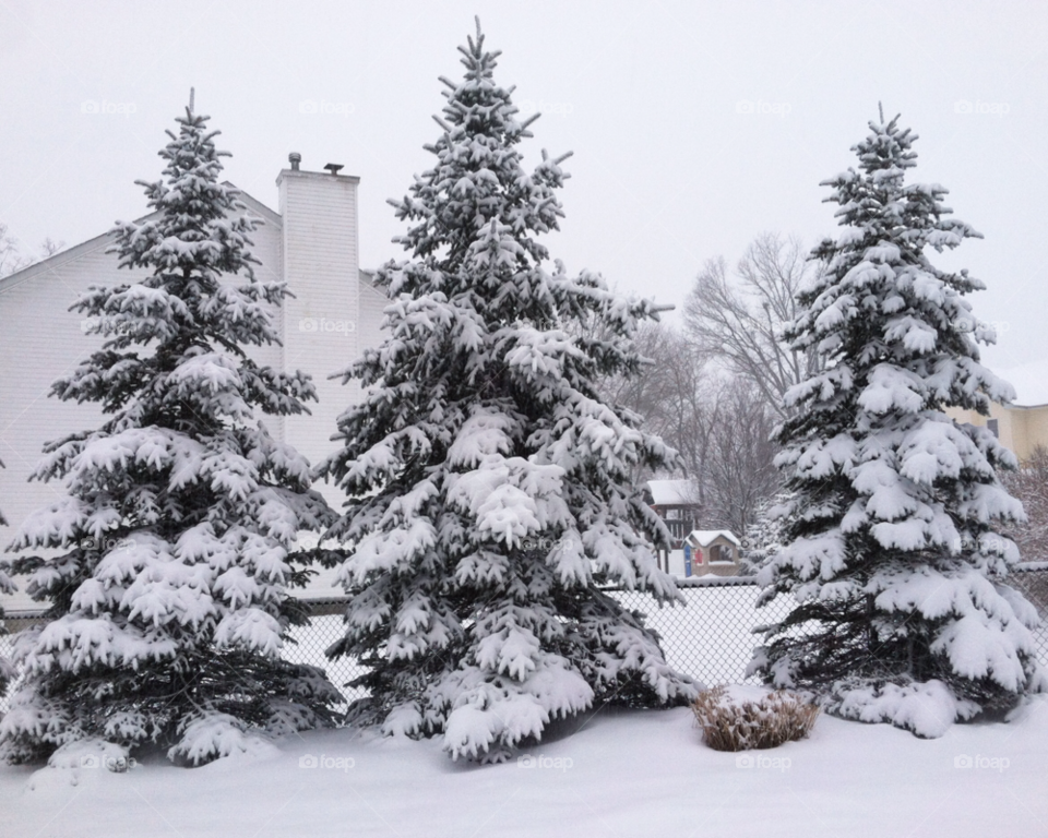 snow trees storm pine by delvec