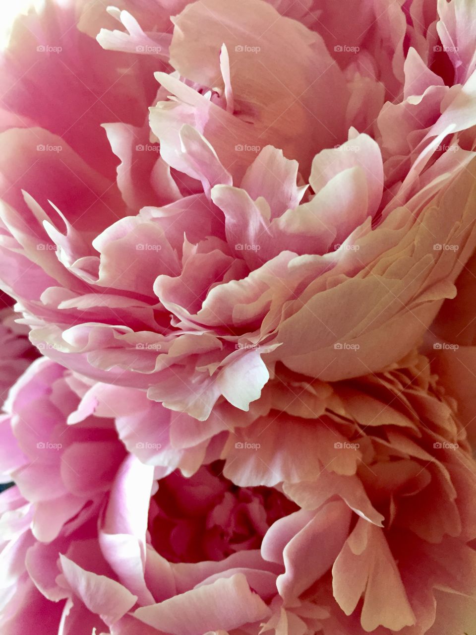 Peonies