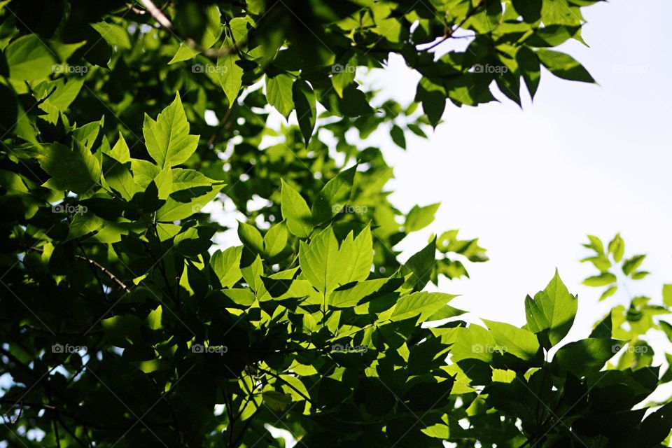 Green leaves