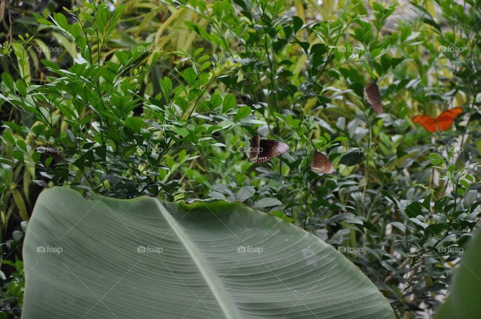 Gathering Butterflies.