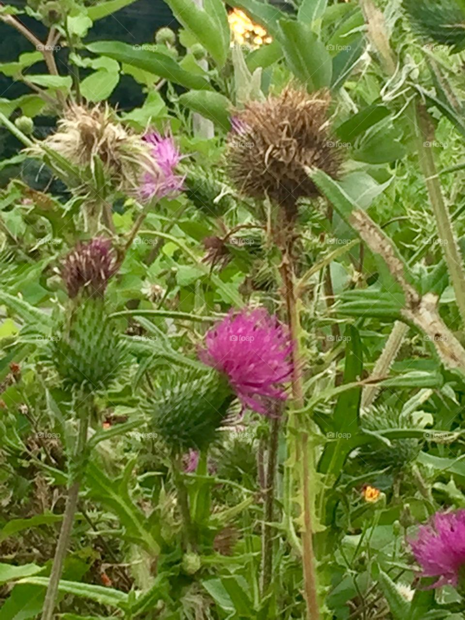 Thistle plants 