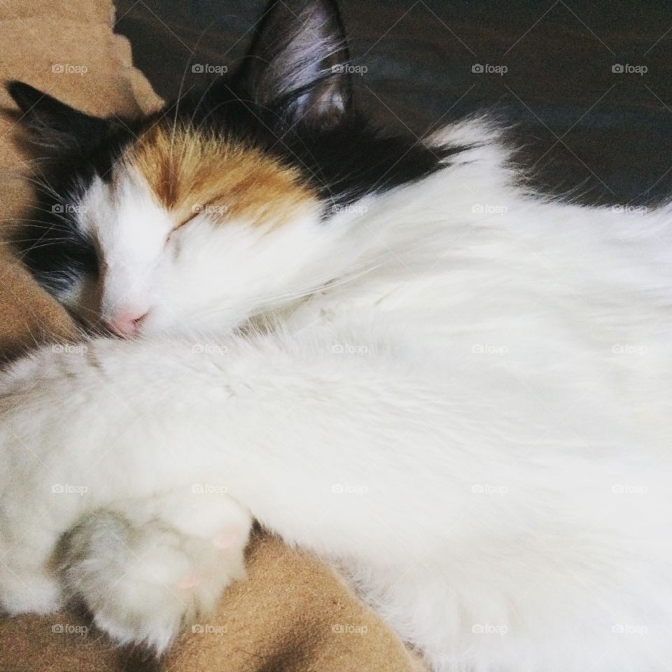 Calico cat nap