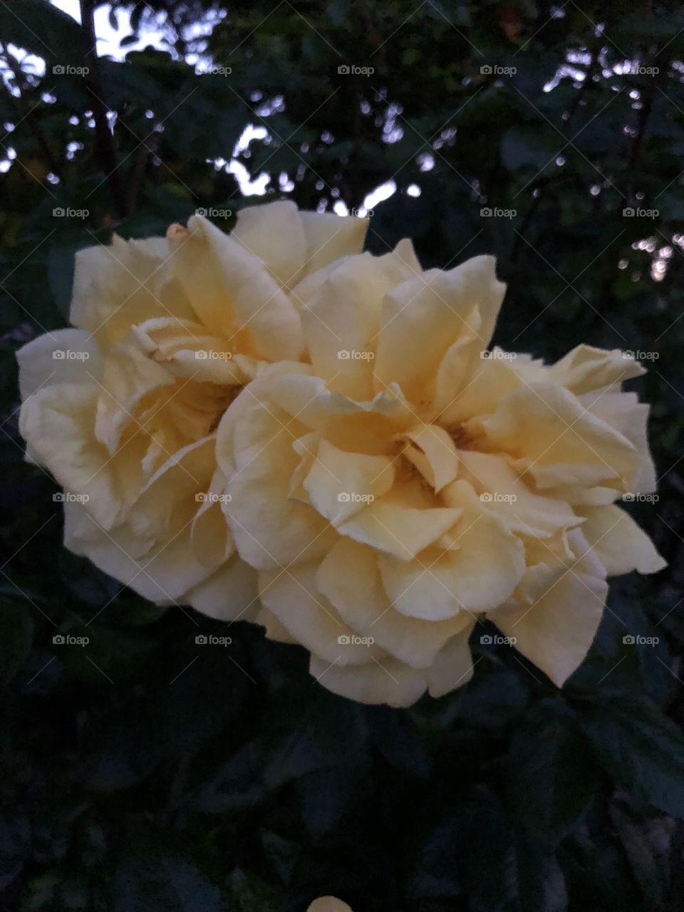 Yellow roses