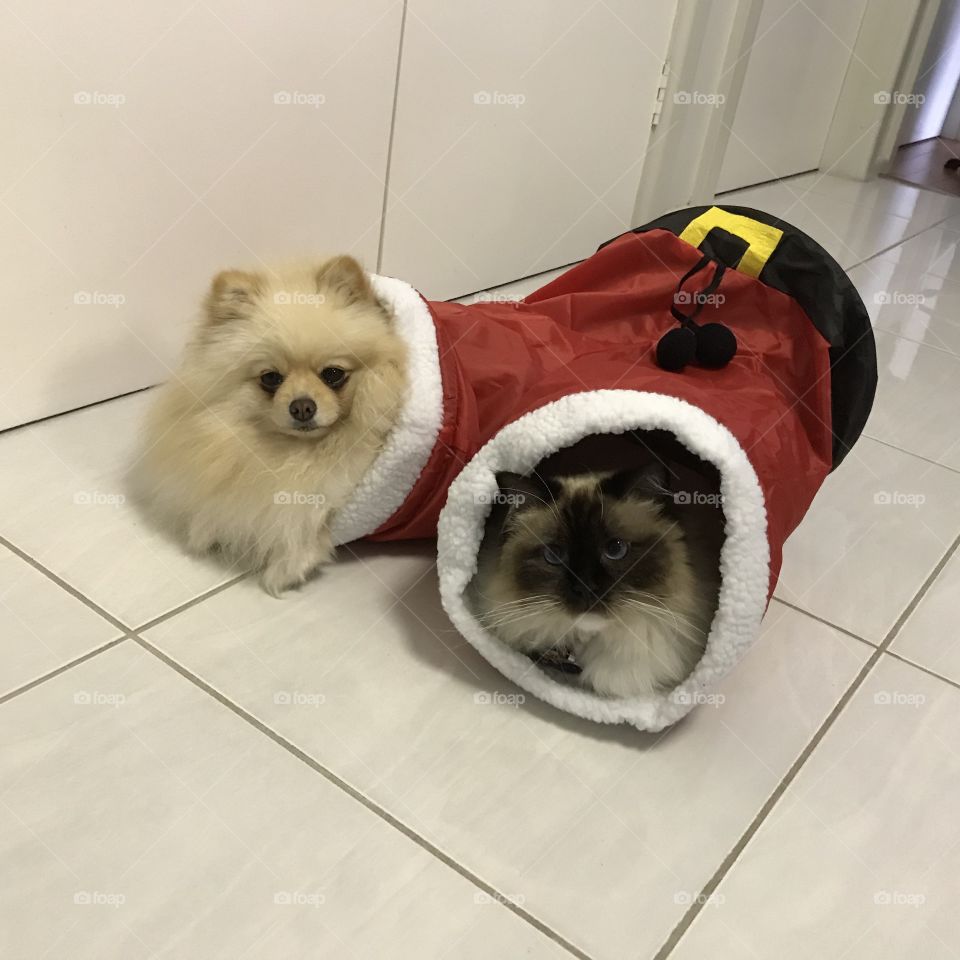 Cuties Pom and Ragdoll in Christmas Pan Santa Tunnel 