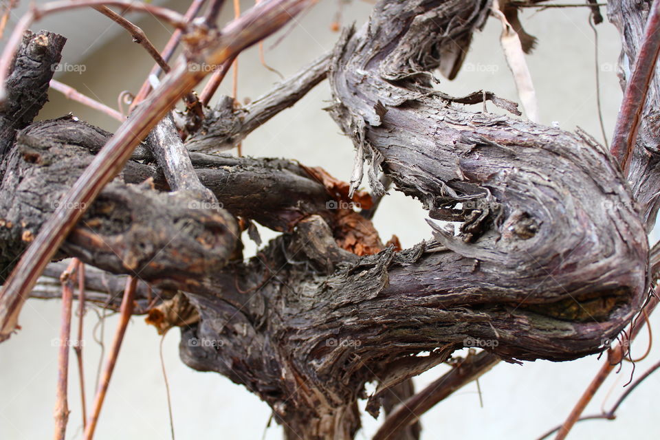 Macro of dry vine