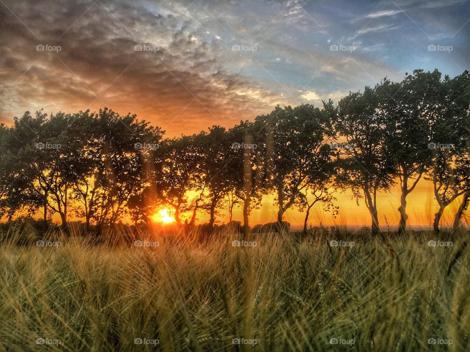 Sunset in wheat field