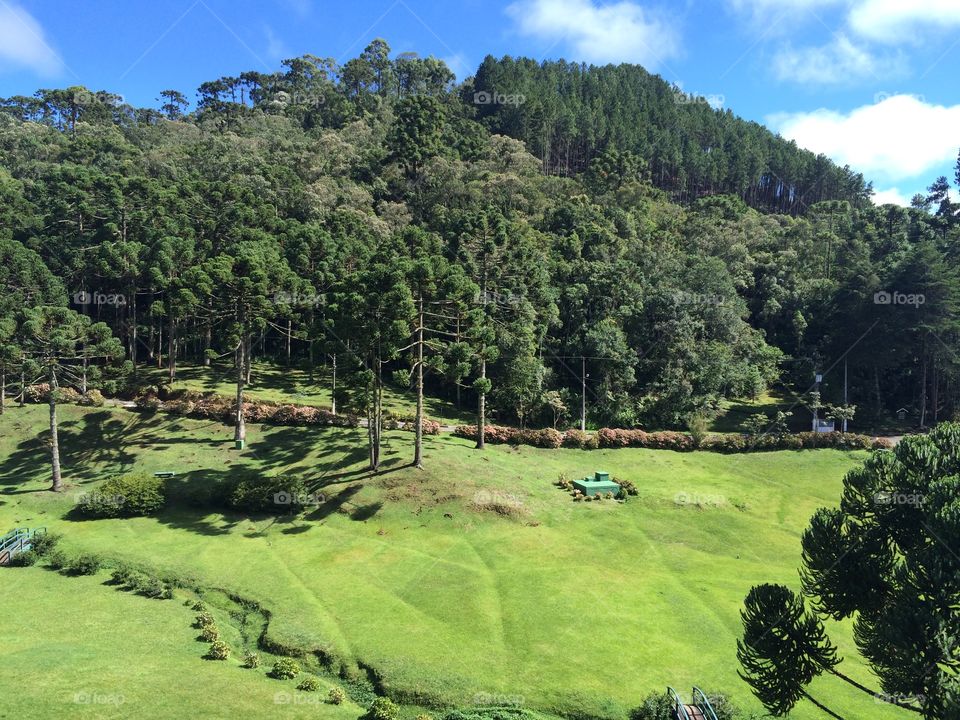 Araucaria forest and a green field