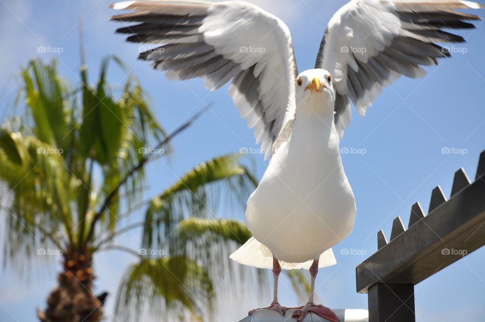 A seagull Poses for the camera. 