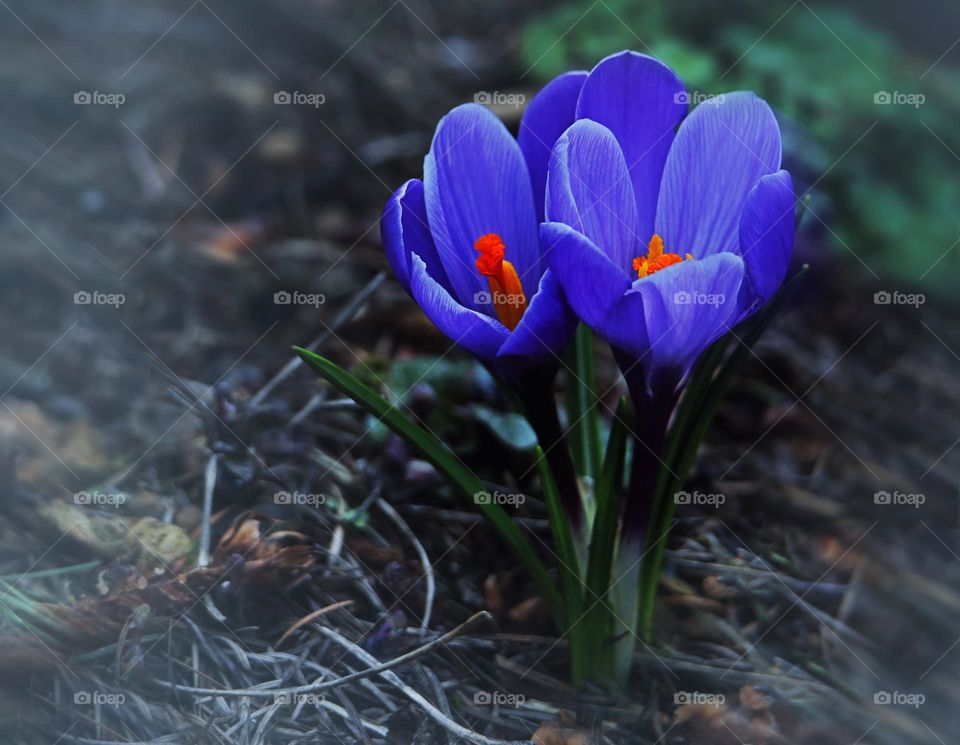 crocus