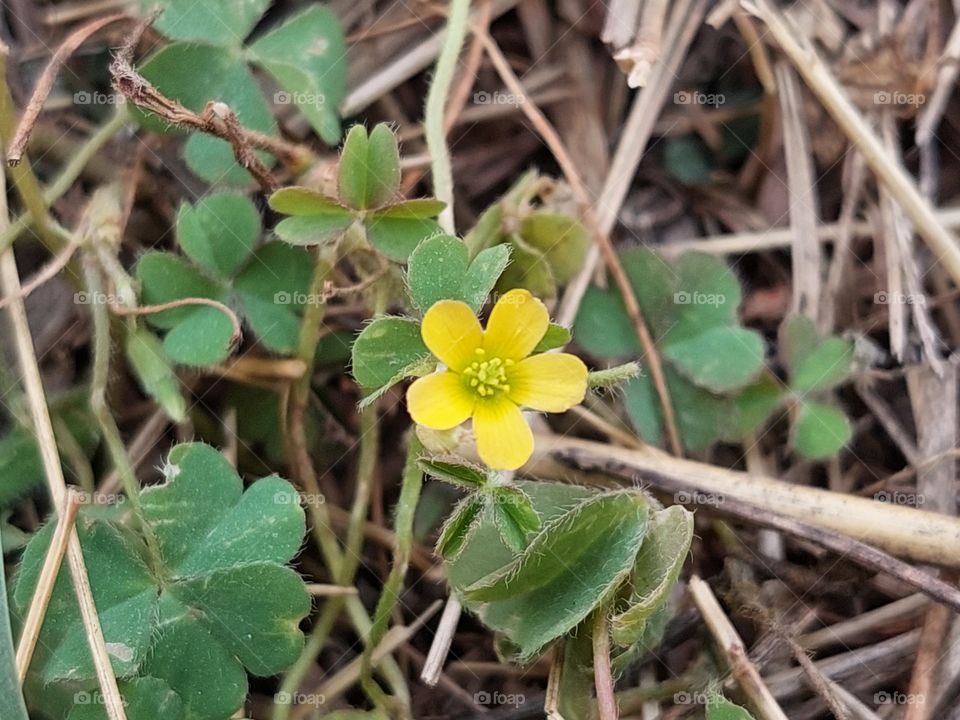 little yellow flower in dry grass