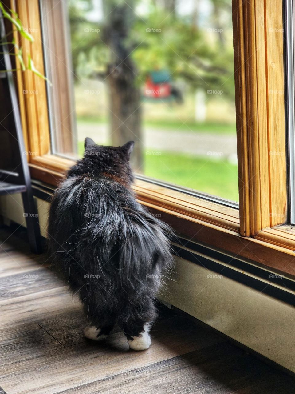 Kitty cat watching the birds through the window