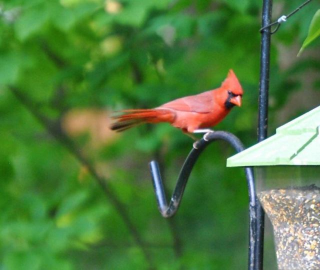 Cardinal 