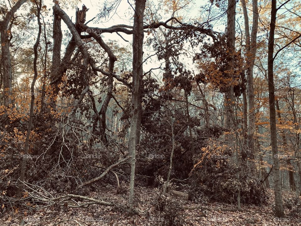 Beautiful walk through a meadow and woods