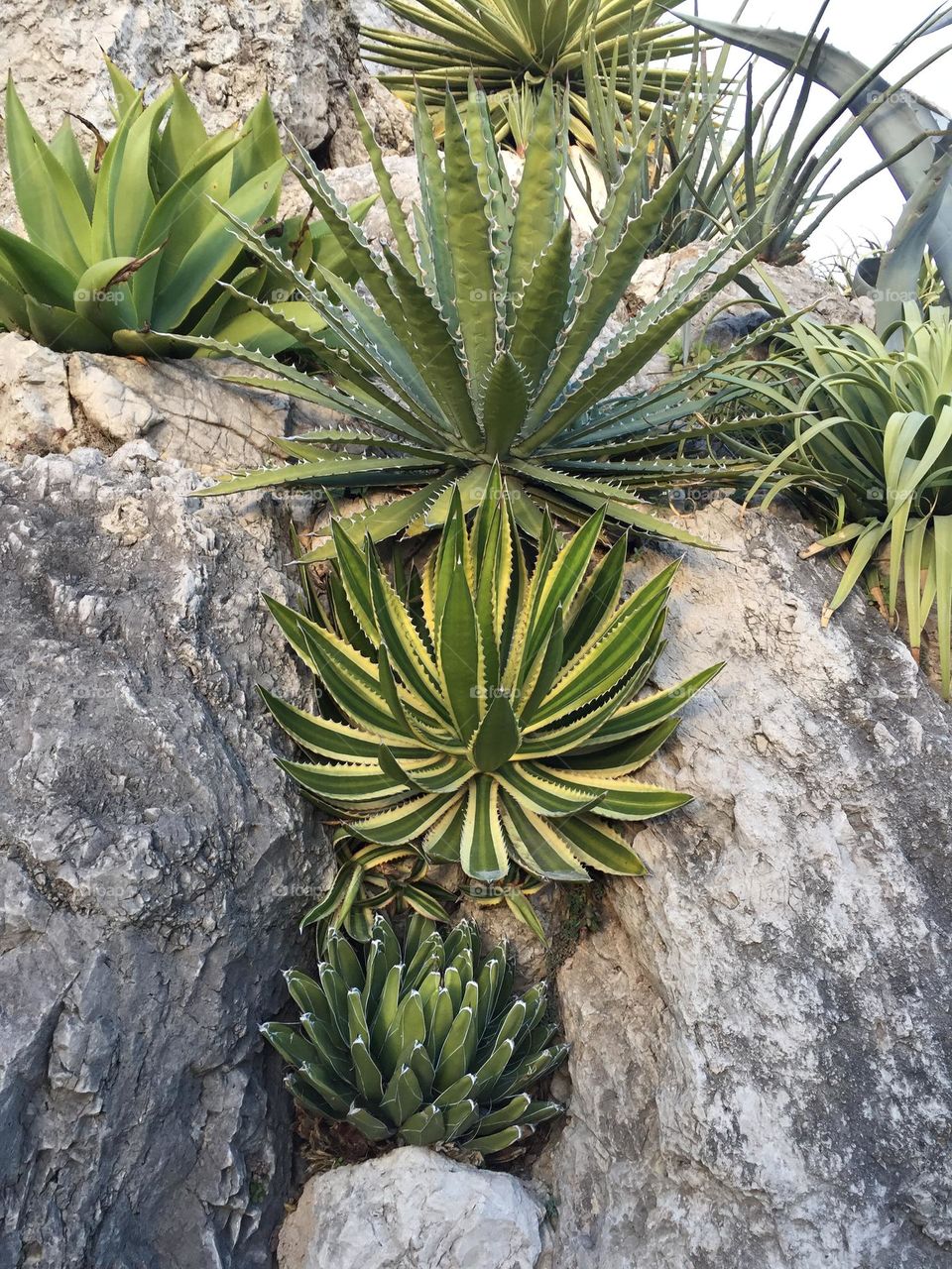 Green succulent plants clinging to a rock 