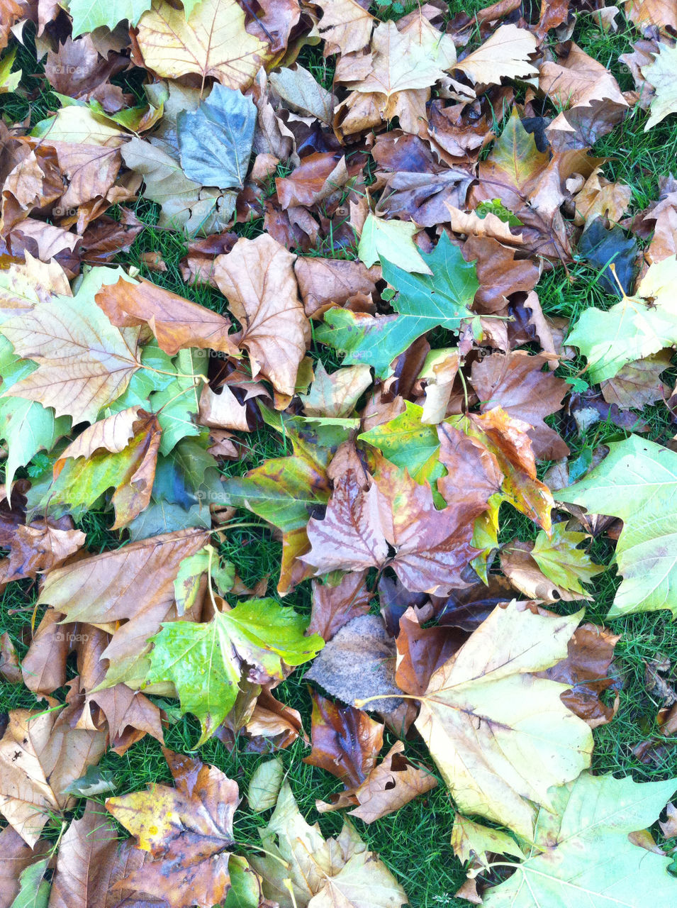 fall autumn autumn leaves falling leaves by sirleny.garcia