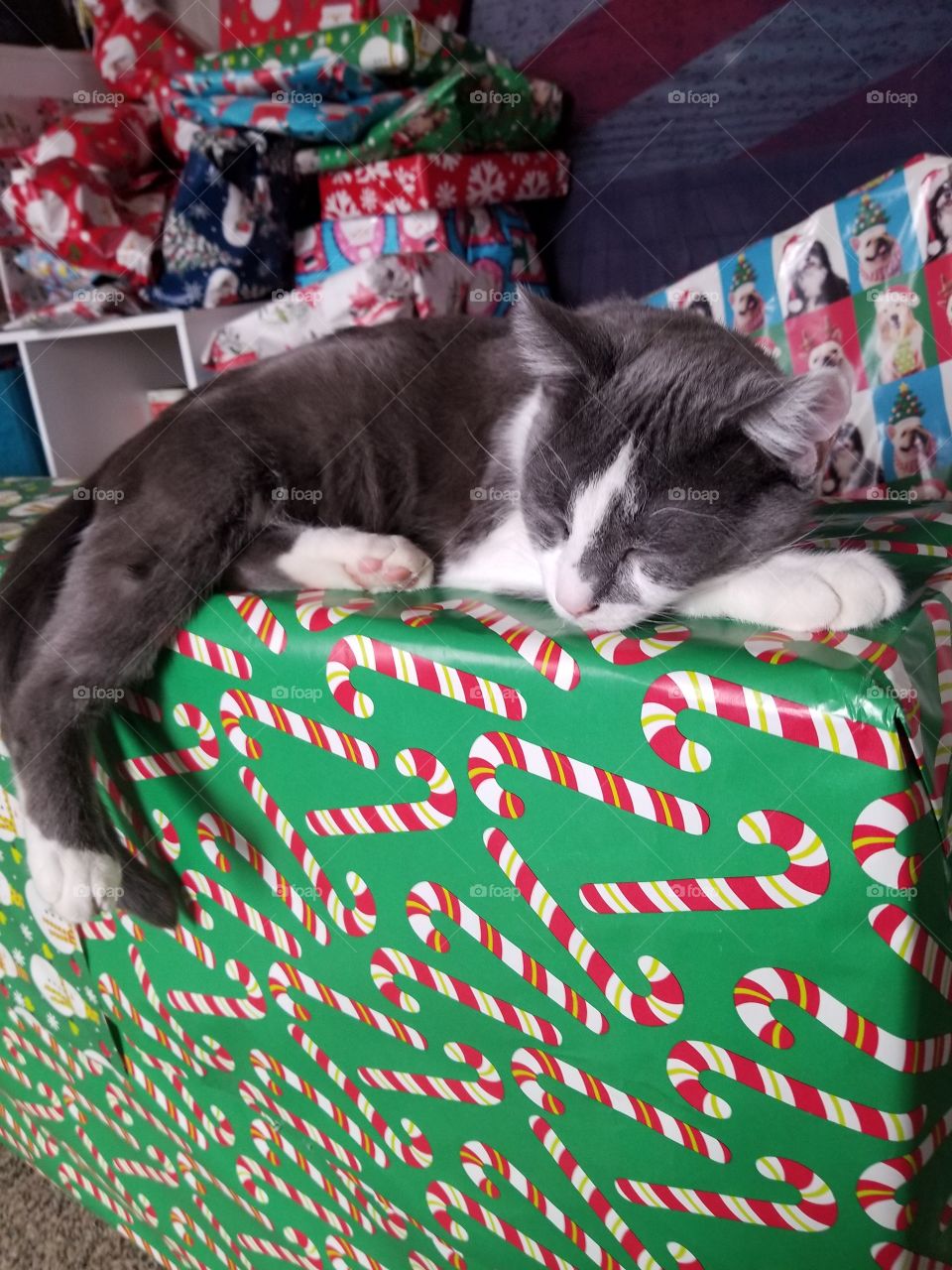 kitty cat laying on gift