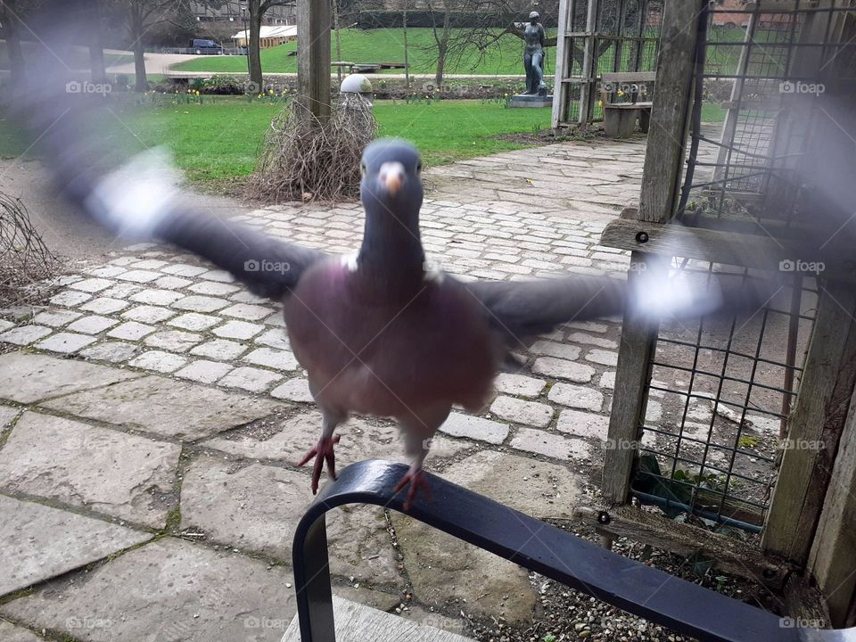 a pigeon in action