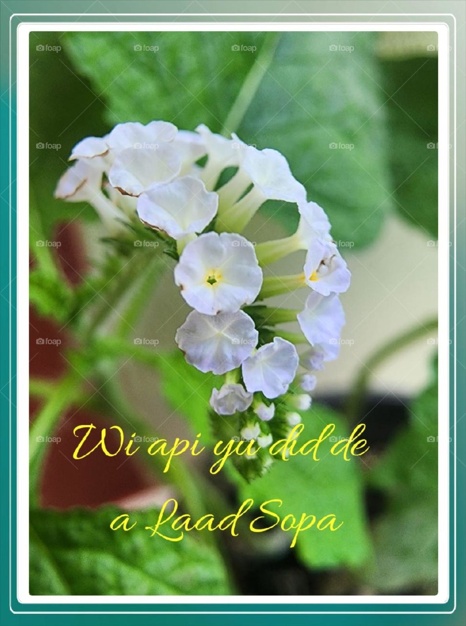 Api fi de 2024 Laad Sopa